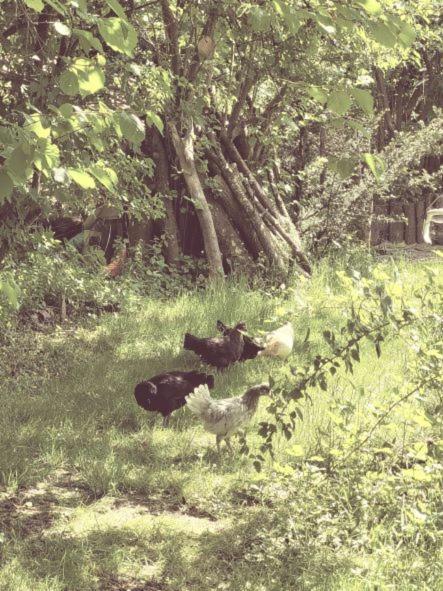Familienfreundliche Grosszuegige Ferienwohnung Schlierachwelle Zwischen Schliersee Und Tegernsee Хаусхам Екстериор снимка